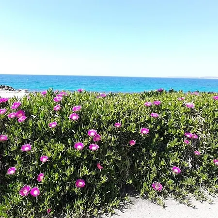 Baia Near The דירה *